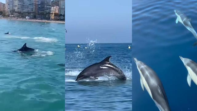 Capturas de vídeos de redes sociales de turistas viendo delfines en Málaga.