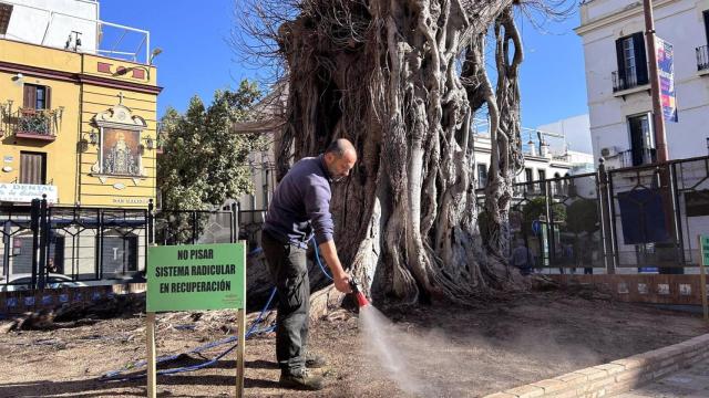 Un operario riega el ficus de San Jacinto.