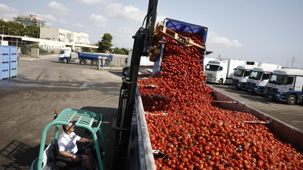 Más de 120.000 kilos de tomates cultivados en el sur de Valencia salen en camiones desde una empresa valenciana rumbo a Buñol. Efe /Biel Aliño