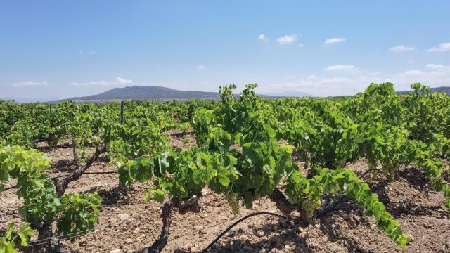 Las viñas de Monòver este verano.