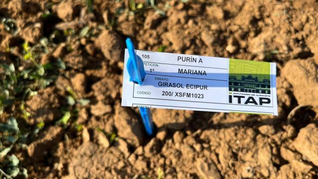 Detalle de uno de los cultivos de girasol donde se ha ensayado con los purines como abono orgánico.