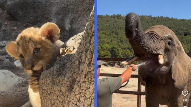 Un león y una elefanta del Safari Aitana.