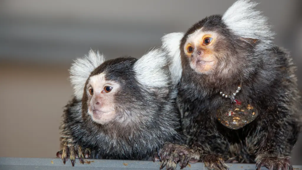 Bhumi y Belle, madre e hija. Laboratorio de David Omer.