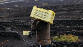 Así es el vino canario que resiste al cambio climático en su tercera vendimia consecutiva