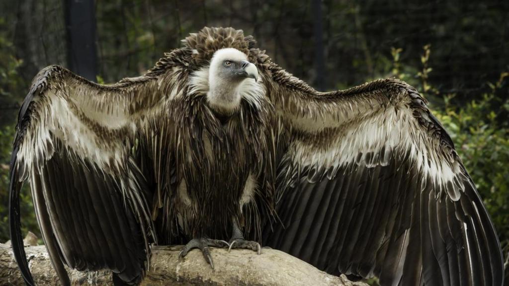 Ejemplar de buitre leonado con las alas extendidas.