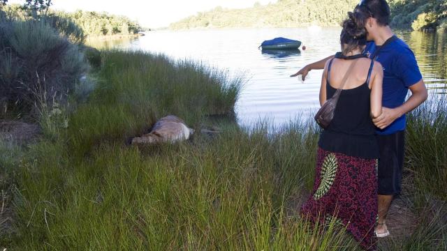 Fotografía de archivo de agosto de 2010, cuando aparecieron ciervos muertos también en la Sierra de la Culebra