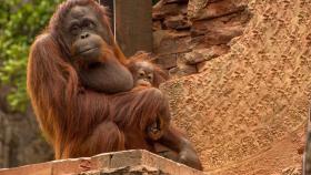 Madre y cría de Orangutan de Borneo en Bioparc Fuengirola