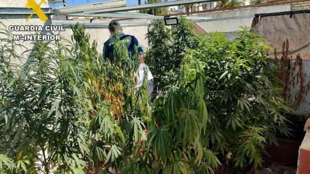 Desmantelamiento de un cultivo de marihuana en la provincia de Sevilla