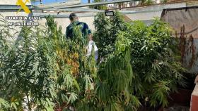 Desmantelamiento de un cultivo de marihuana en la provincia de Sevilla