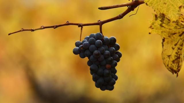 Un viñedo de la DO Bierzo