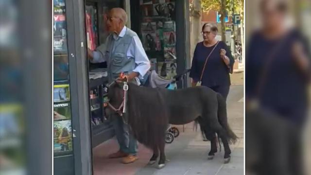 Un hombre paseando a su poni por las calles de Valladolid