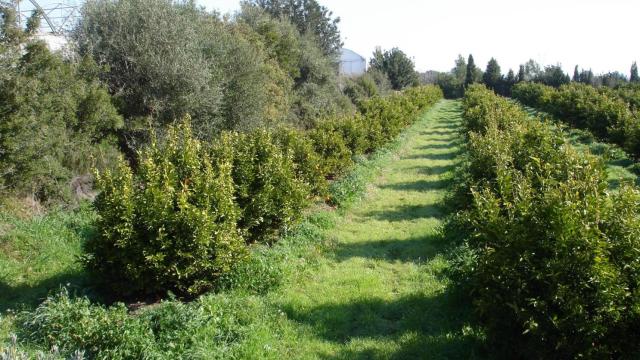 Una parte de paisaje de superficie ecológica en Andalucía.