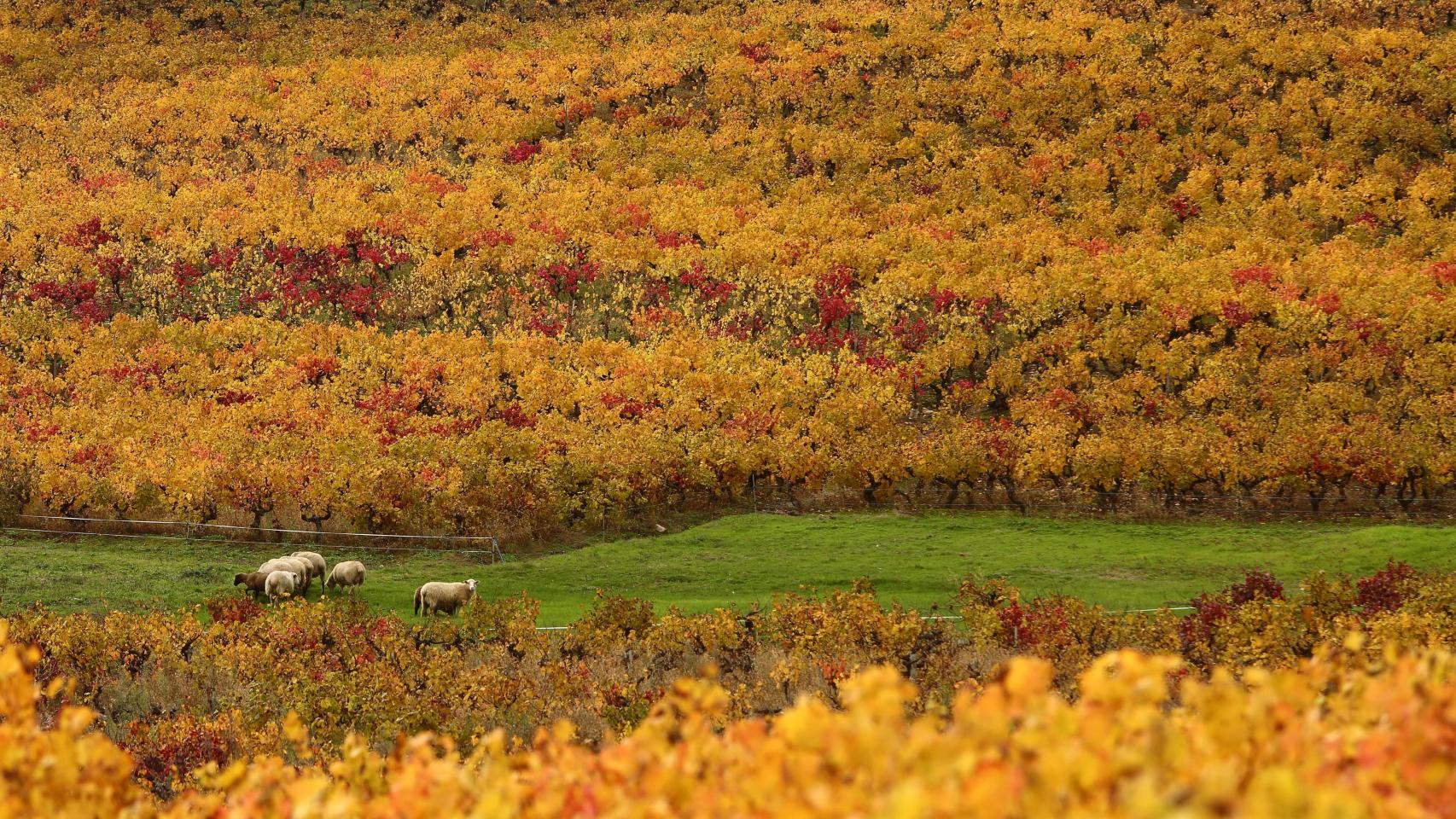 Un viñedo de la DO Bierzo