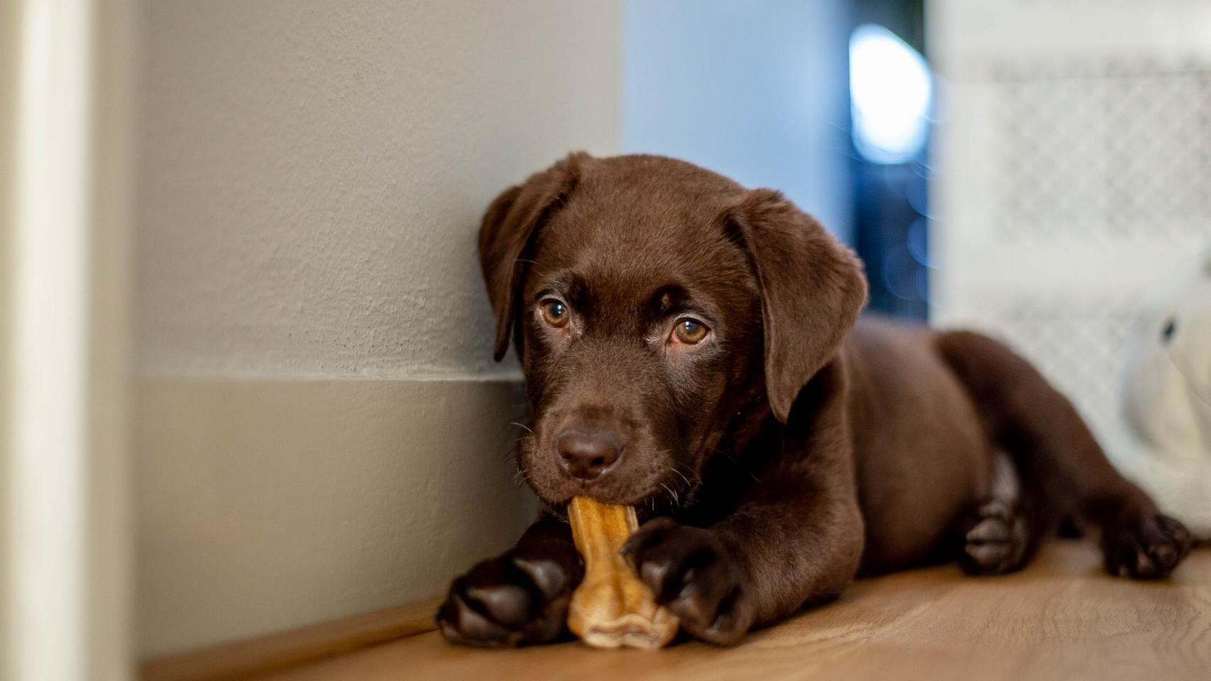 Imagen de un perro.