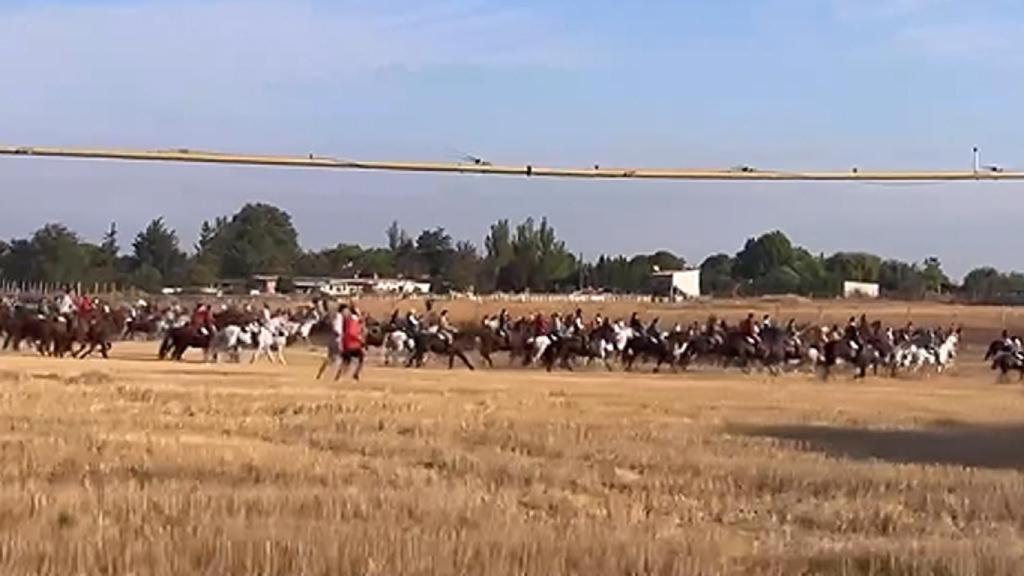 Primer encierro de las Fiestas de San Antolín 2024 en Medina del Campo