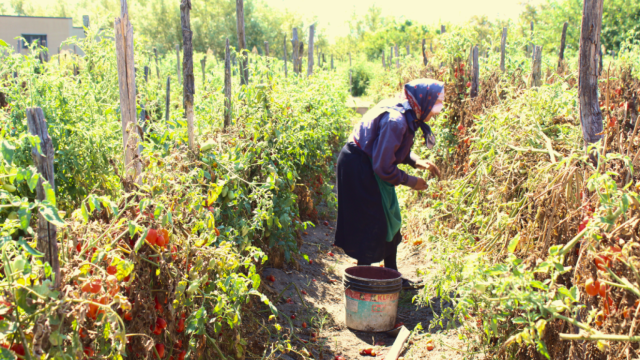 La revolución del tomate de Italia: así se prepara una de las mejores salsas artesanas del mundo