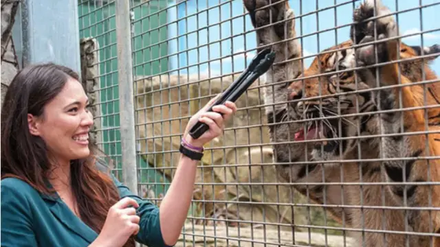 Una persona da de comer a un tigre en 'La isla de los tigres', en el parque Dreamworld.