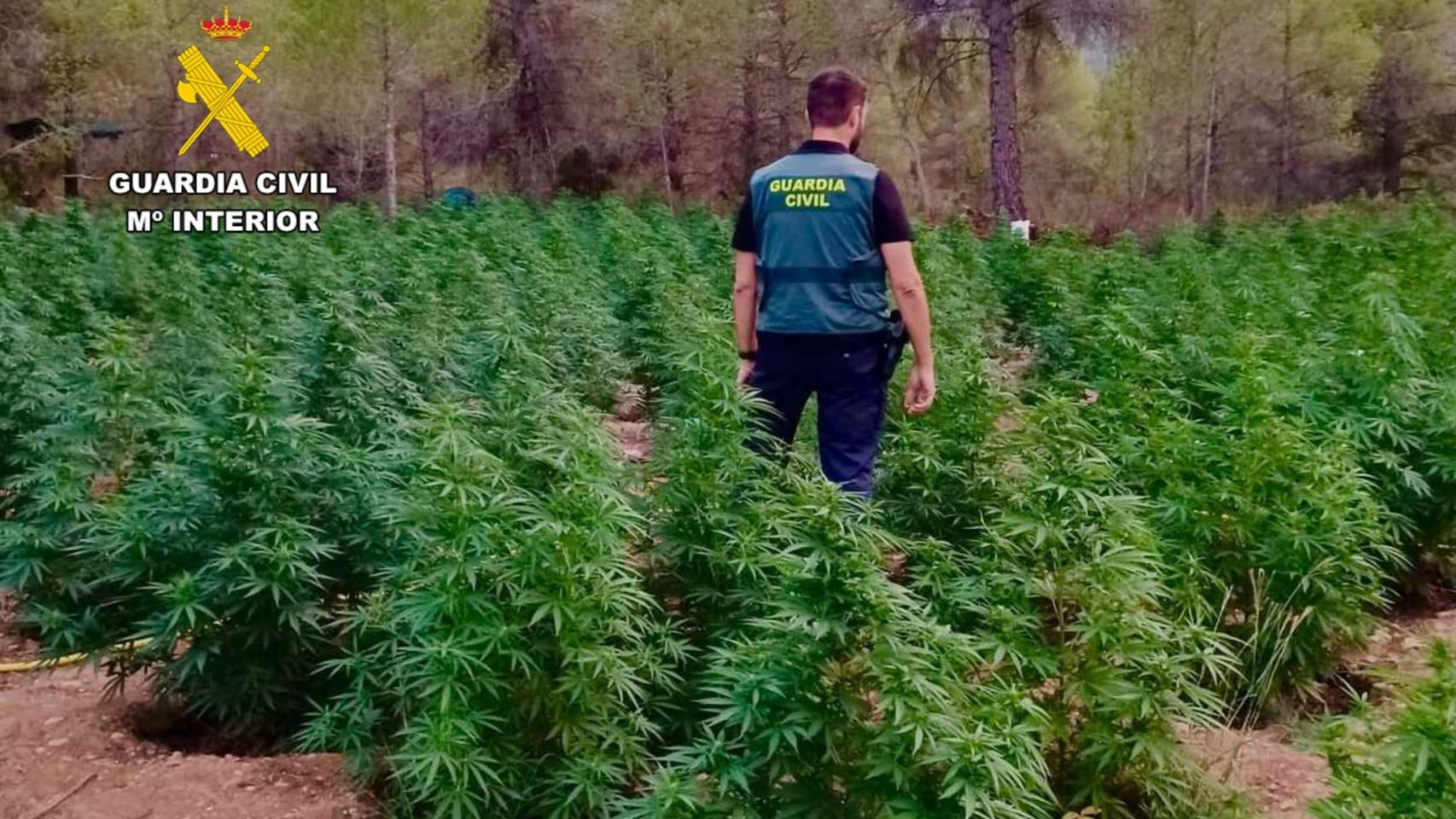 Macro plantación de marihuana localizada en Fayón (Zaragoza)