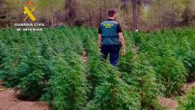 Macro plantación de marihuana localizada en Fayón (Zaragoza)