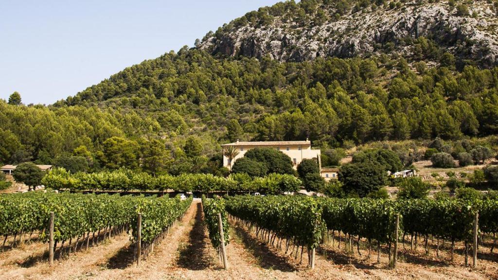 Los viñedos protagonizan la panorámica de Son Brull.