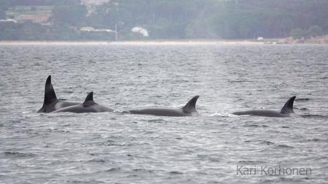 Identifican en la ría de Arousa a cuatro orcas que pertenecen a la familia de la 'abuela Toñi'