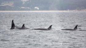 Identifican en la ría de Arousa a cuatro orcas que pertenecen a la familia de la 'abuela Toñi'