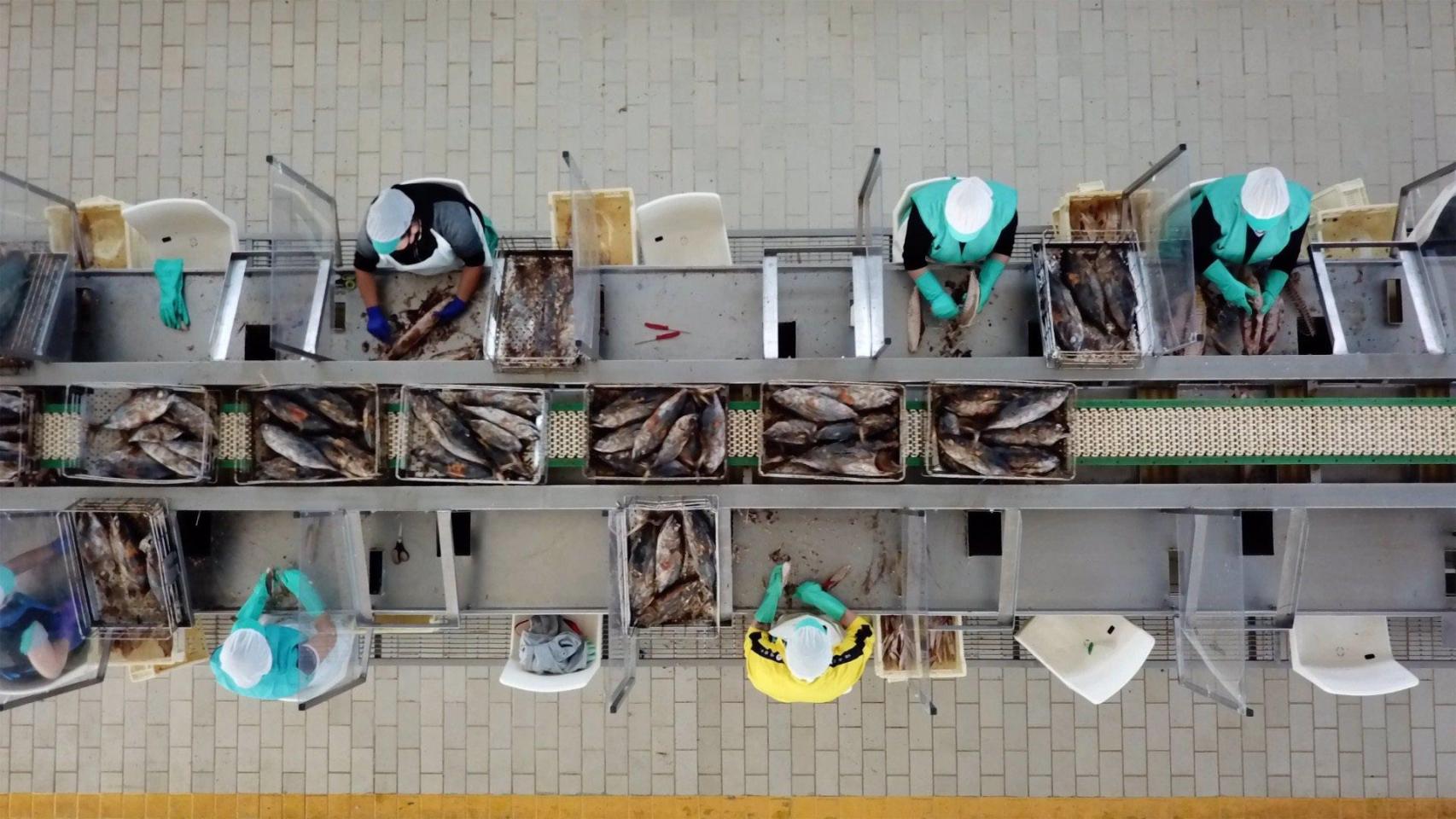 Imagen de archivo de trabajadoras en una fábrica conservera