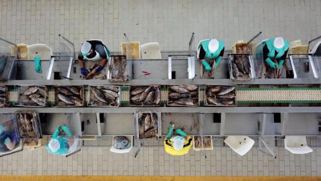 Imagen de archivo de trabajadoras en una fábrica conservera