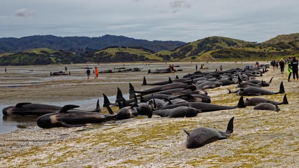 Ballenas piloto varadas en las costas de Nueva Zelanda.