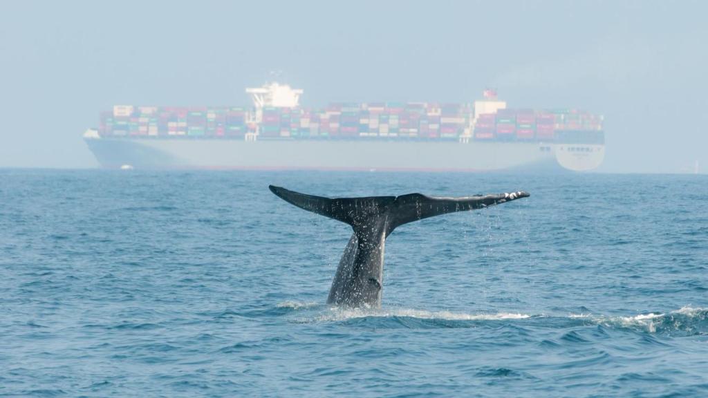 Ballena azul con un buque de carga.