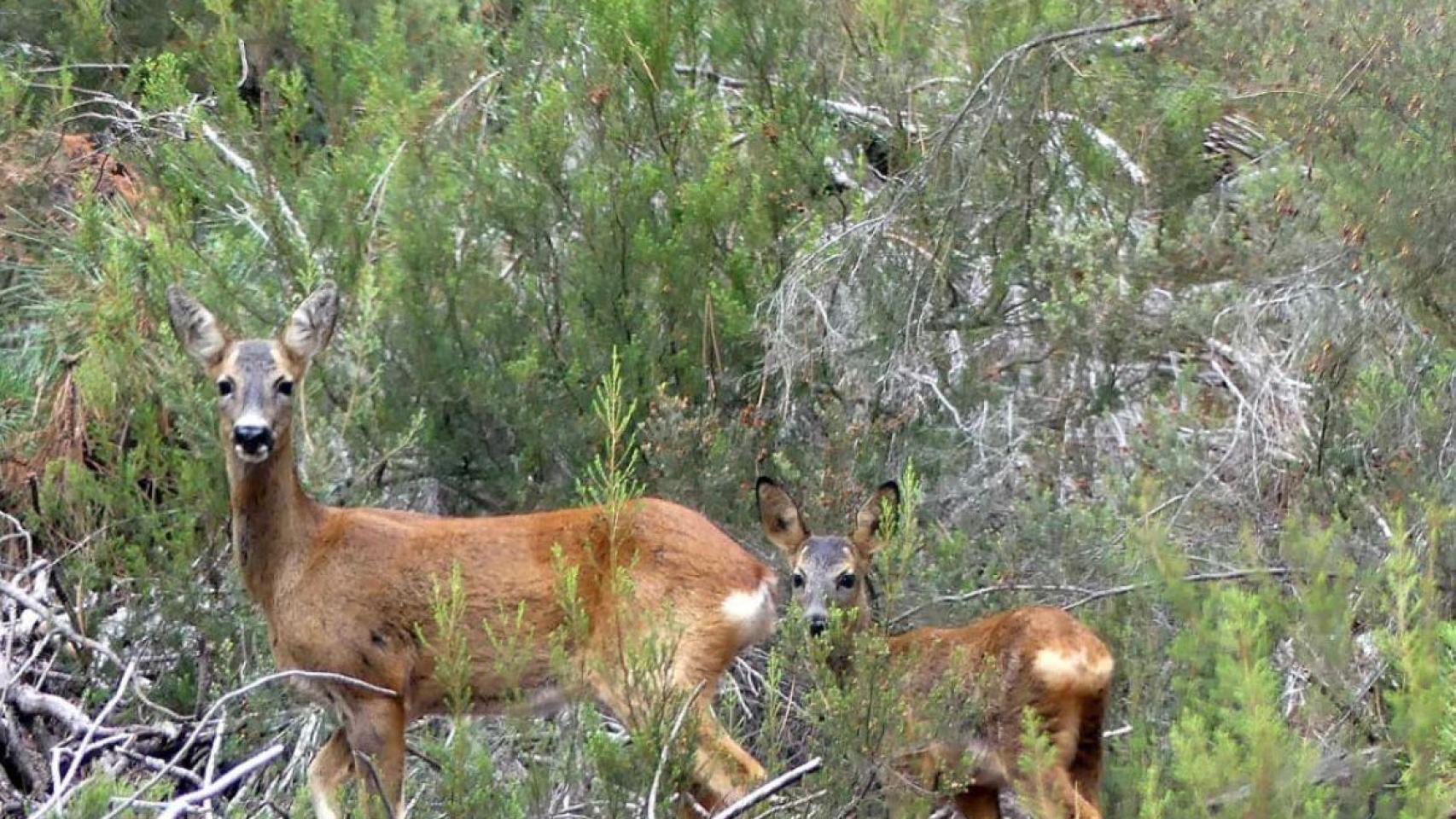 Imagen de ciervos en el campo