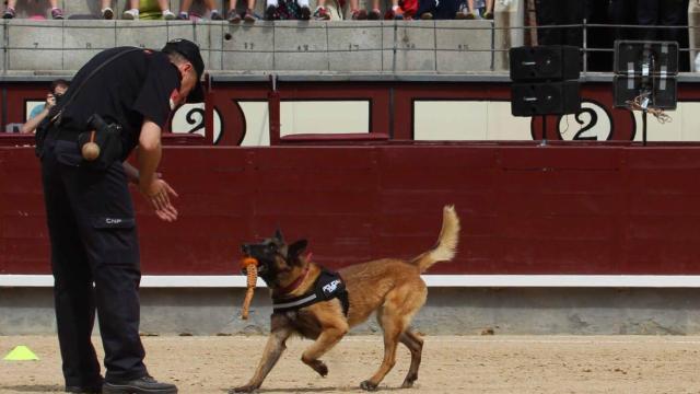 Los perros de la Policía Nacional exhibirán sus habilidades en el Recinto Ferial de Salamanca