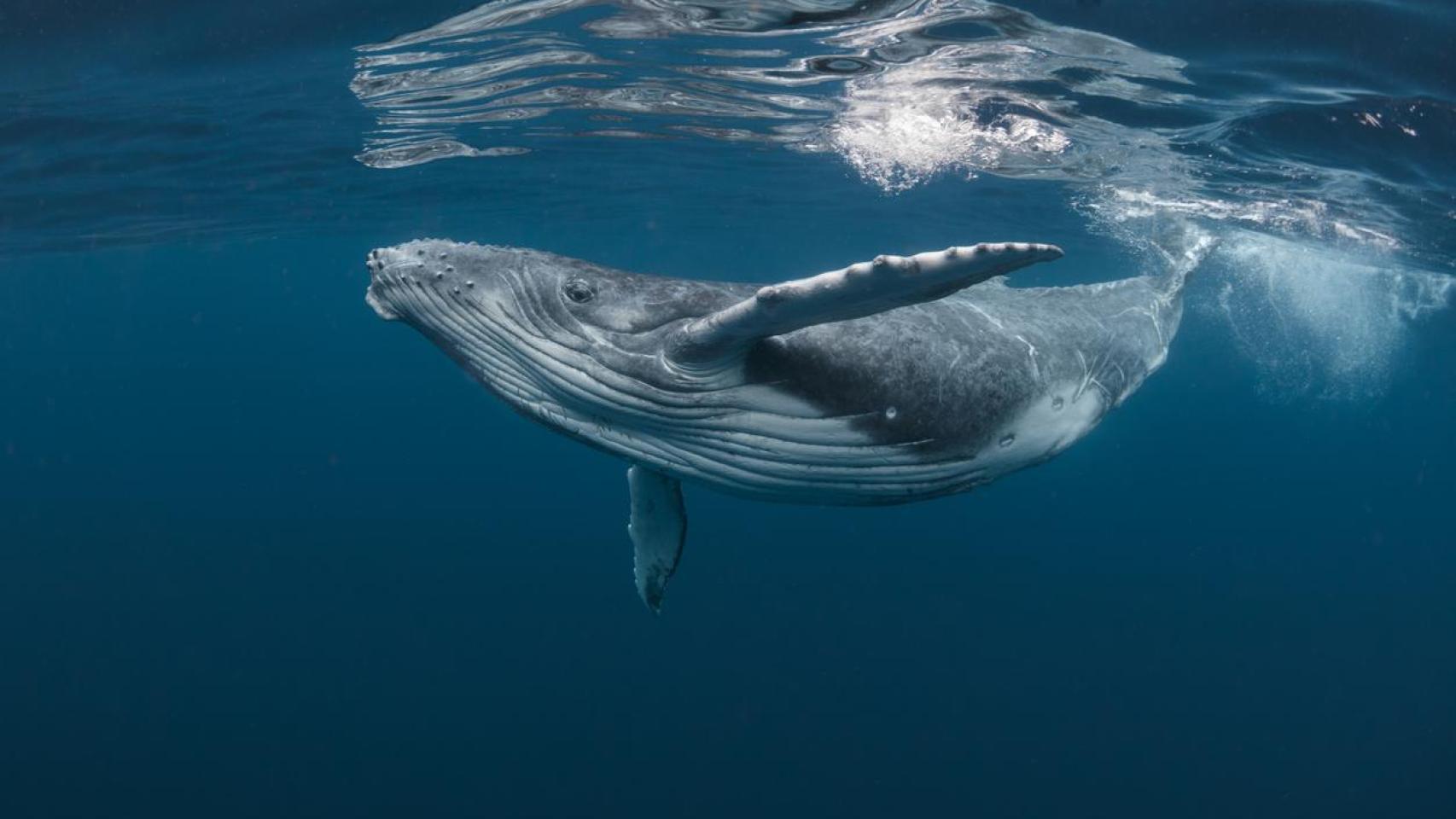 Imagen de una ballena jorobada bebé jugando en la superficie.