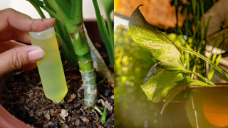 Ni café ni cáscaras de huevo: el abono casero considerado como 'oro verde' para revivir tus plantas y hacer que crezcan