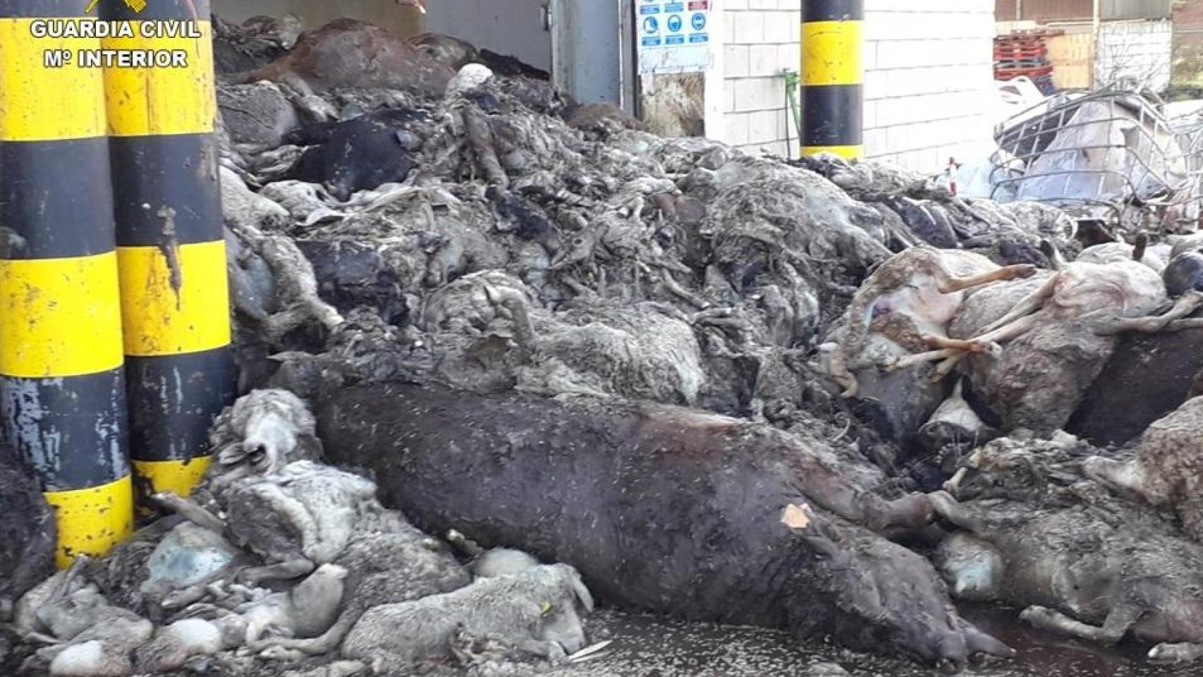 Clausuran una planta que acumulaba decenas de cadáveres de animales contaminados cerca de Puertollano