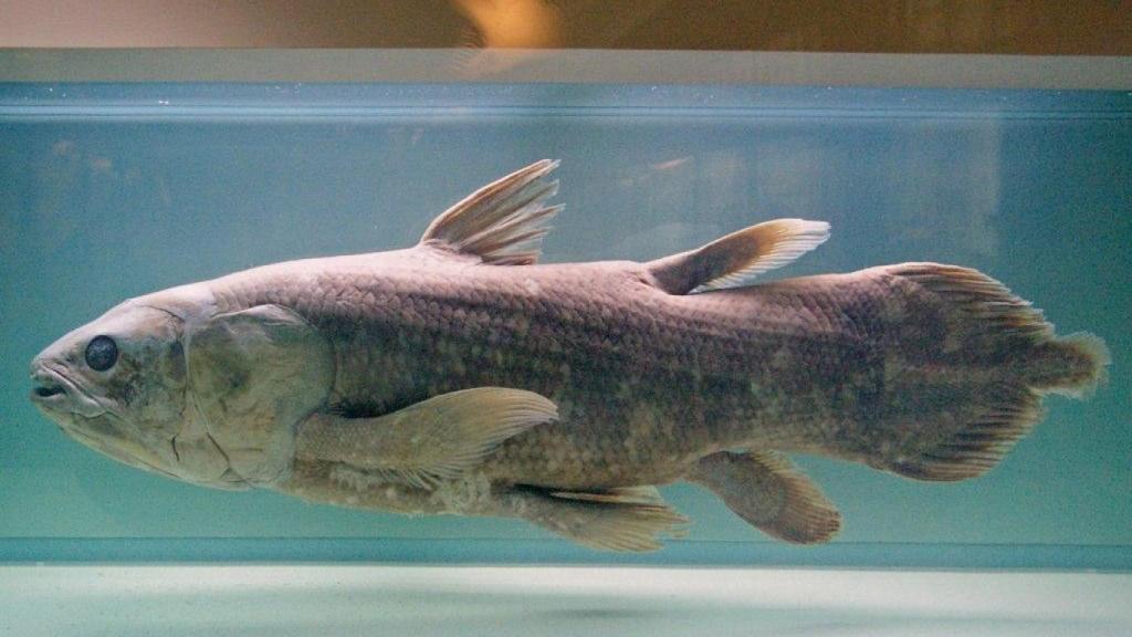 Celacanto expuesto en el Museo de Historia Natural de Nantes