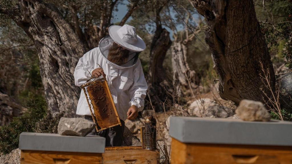 La recolección de la miel de las abejas de Son Brull se lleva a cabo dos veces al año.