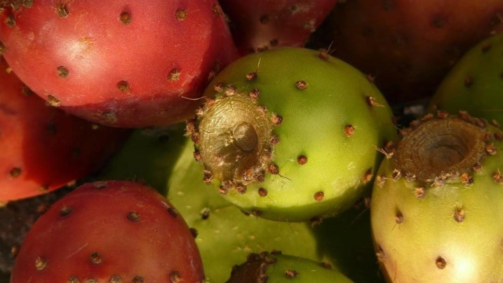 El nopal se identifica por sus frutos espinosos.