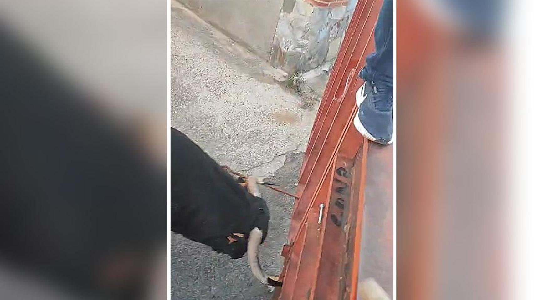 El toro golpeando a la talanquera en Alaejos