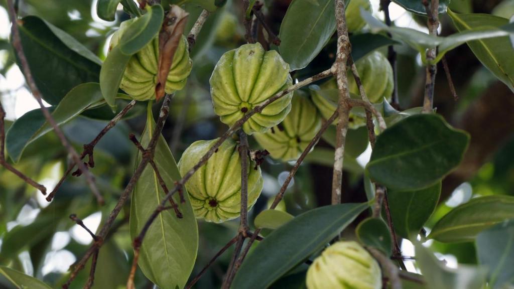 Garcinia cambogia en el árbol.