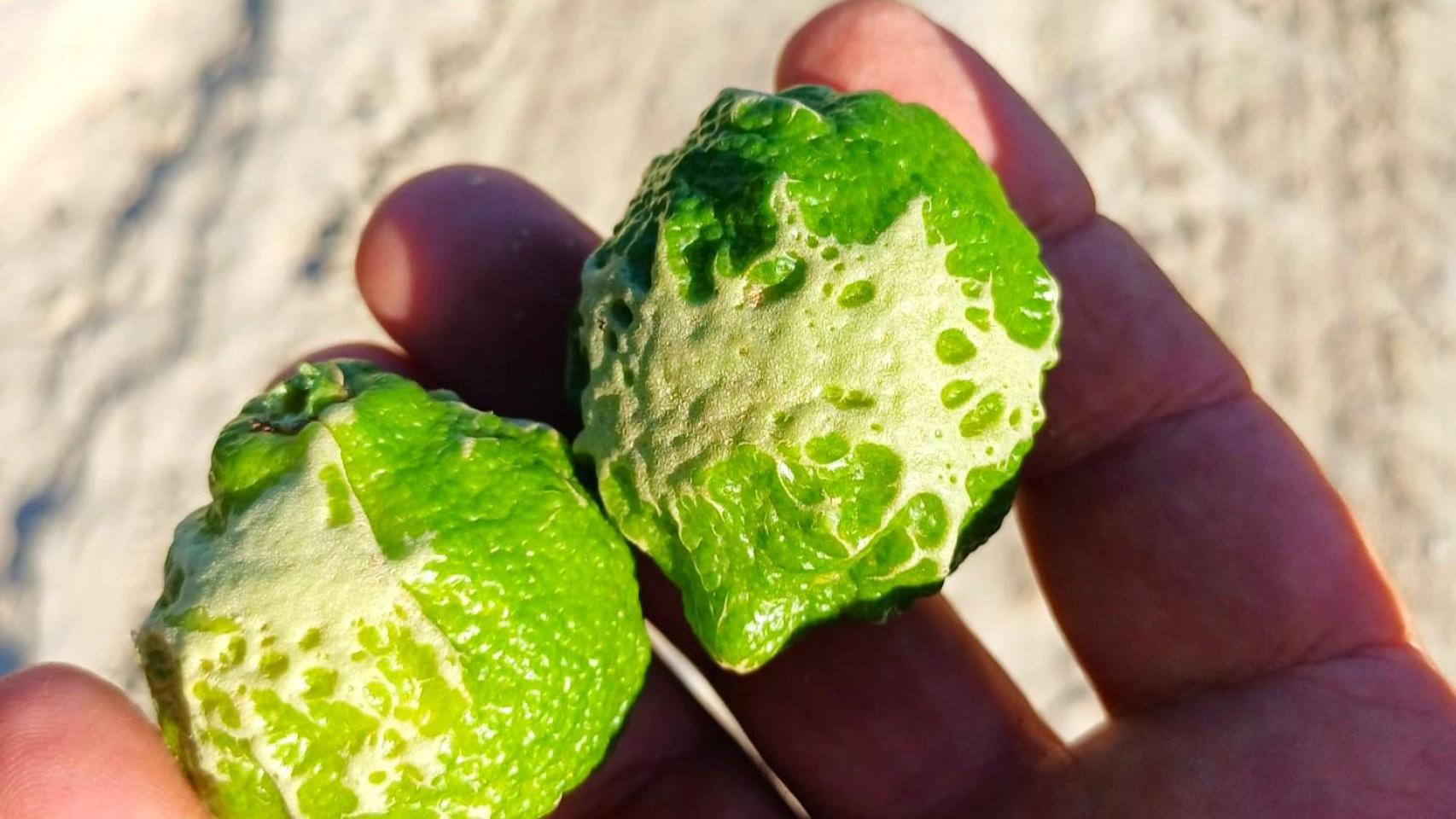 Dos muestras de cítricos de la pedanía de Torremendo afectados por las plagas sudafricanas, según Asaja.