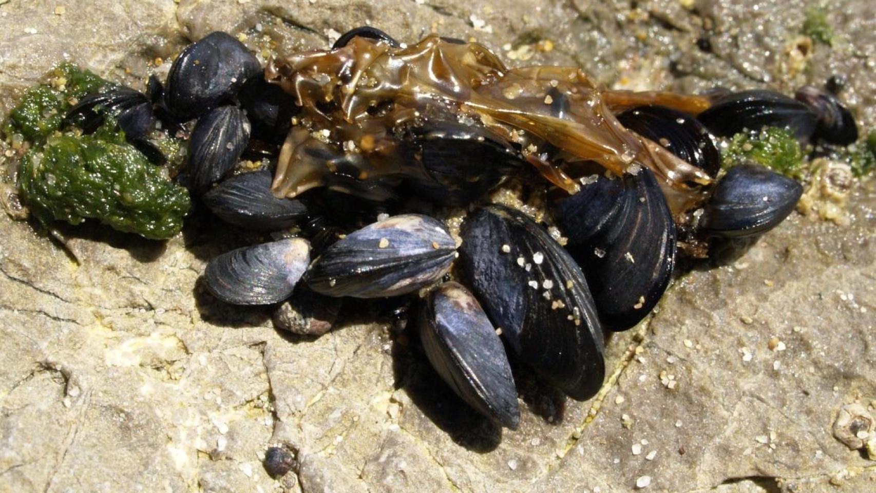 Mejillón. Mytilus galloprovincialis.