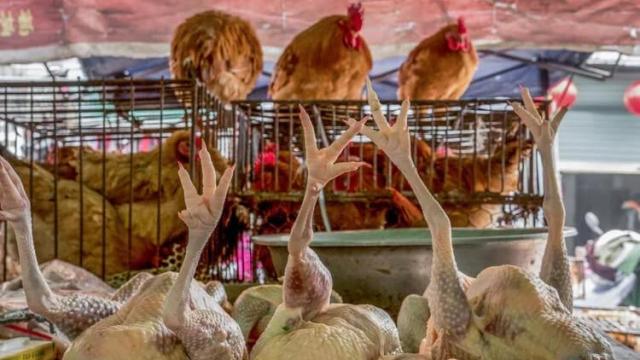 Gallinas expuestas en un mercado de animales vivos.