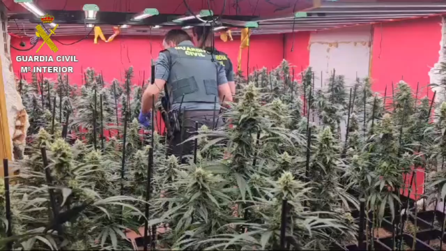 Plantación de marihuana en Cobeja (Toledo)