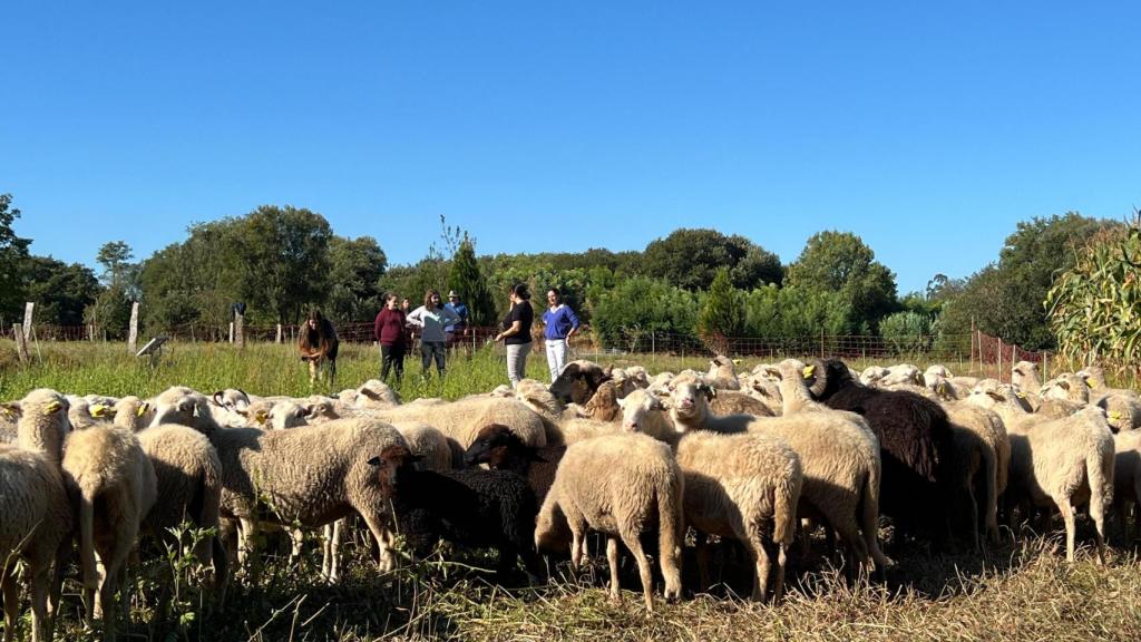 Tomiño (Pontevedra) utiliza ovejas para eliminar la flora invasora en un innovador proyecto de conservación ambiental