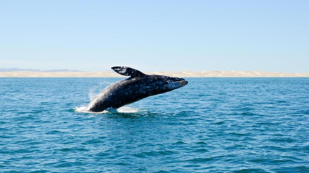 Ballena gris en el mar.