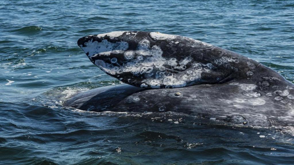 Característica apariencia de la ballena gris.