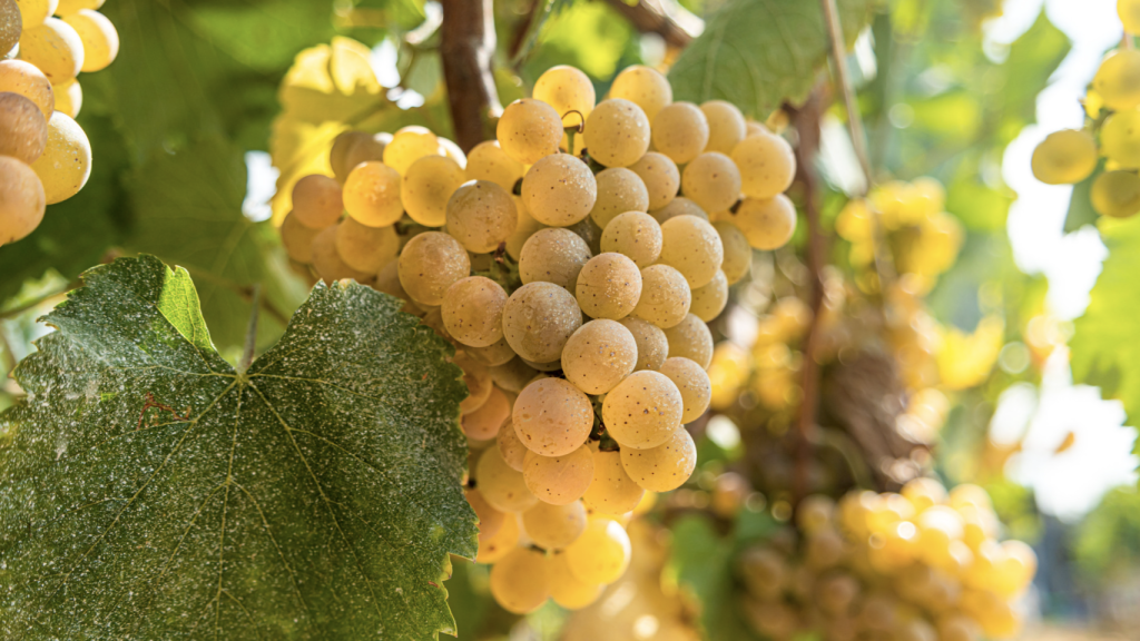 Cepas de uva albariña.