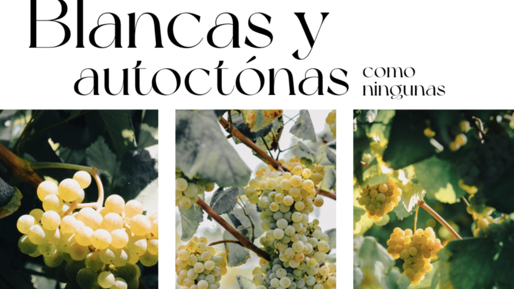 Algunas de las variedades de uva blanca de la D.O. Rías Baixas