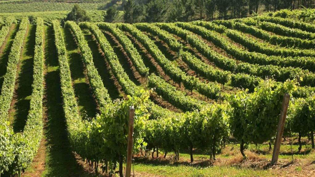 Viñedos de la bodega Terras Gauda